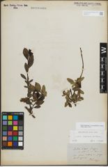 Foto von Salix myrsinifolia Salisb. x Salix retusa L.